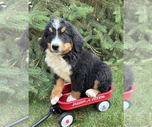 Bernese Mountain Dog Puppy for sale in MIDDLEBURY, IN, USA