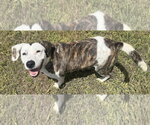 Small Photo #3 Colonial Cocker Spaniel-English Setter Mix Puppy For Sale in Houston, TX, USA
