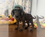 Image preview for Ad Listing. Nickname: Litter of 4