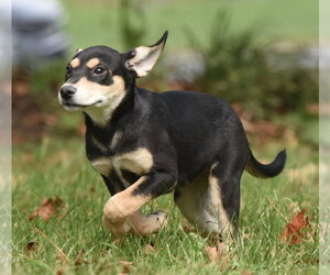 Tweeny - Female Australian Shepherd-Unknown Mix Dog for Adoption - Photo #14