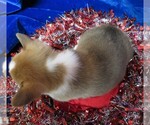 Small Photo #9 Pembroke Welsh Corgi Puppy For Sale in NORWOOD, MO, USA
