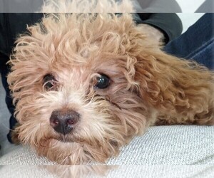 Maltipoo Puppy for sale in CHARLOTTE, NC, USA