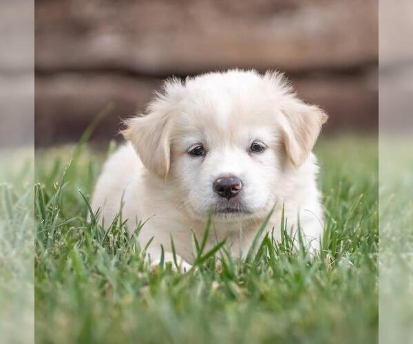 Medium Photo #3 Golden Retriever-Unknown Mix Puppy For Sale in San Diego, CA, USA
