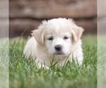 Small #2 Golden Retriever Mix