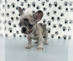 Small Photo #3 French Bulldog Puppy For Sale in SARASOTA, FL, USA