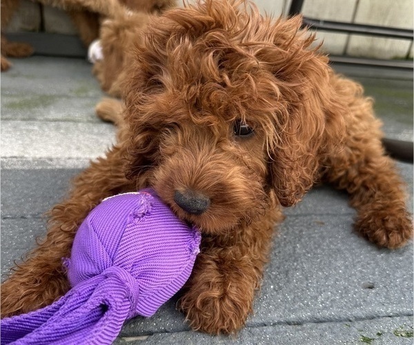 Medium Photo #3 Cavapoo Puppy For Sale in REHOBOTH, MA, USA