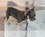 Small #1 French Bulldog