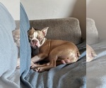 Small Photo #1 Boston Terrier Puppy For Sale in HOWELL, NJ, USA
