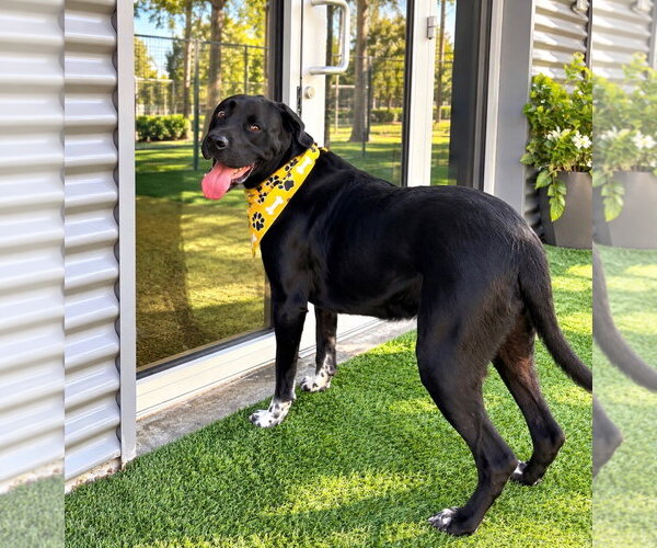 Medium Photo #2 Great Dane-Unknown Mix Puppy For Sale in Euless, TX, USA