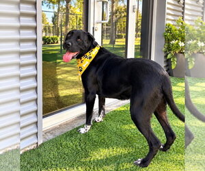 Cane - Male Great Dane-Unknown Mix Dog for Adoption - Photo #2