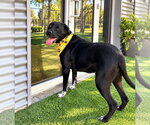 Small Photo #2 Great Dane-Unknown Mix Puppy For Sale in Euless, TX, USA