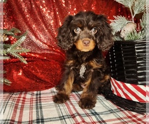 Cavapoo (Miniature) Puppy for sale in FORT WASHINGTON, MD, USA