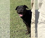 Small #3 Mutt