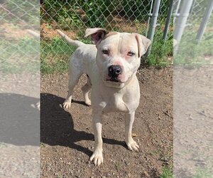 American Pit Bull Terrier-American Staffordshire Terrier Mix Dogs for adoption in Wenonah, NJ, USA