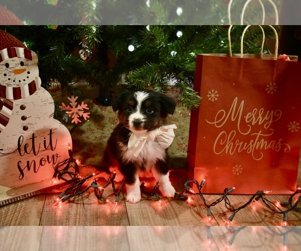 Medium Photo #1 Australian Shepherd Puppy For Sale in RICHLAND, MO, USA