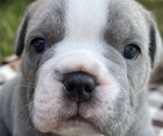 Small Photo #5 Olde English Bulldogge Puppy For Sale in BLUFFDALE, UT, USA