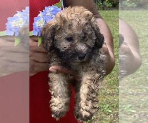 Bichon Frise-Bichpoo Mix Puppy for sale in CHESTERFIELD, VA, USA