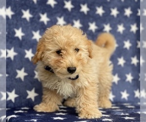 Goldendoodle Puppy for sale in LANCASTER, PA, USA
