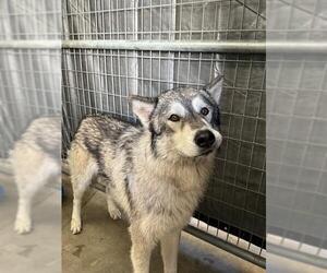 Siberian Husky-Unknown Mix Dogs for adoption in Riverside, CA, USA