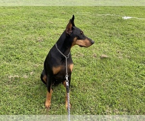 Doberman Pinscher Puppy for Sale in GREENSBURG, Kentucky USA