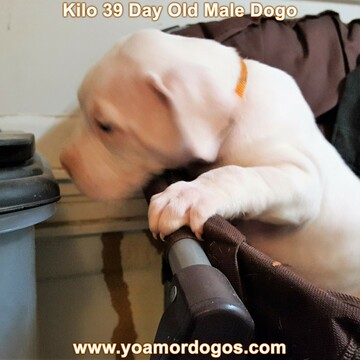 Medium Photo #104 Dogo Argentino Puppy For Sale in JANE, MO, USA