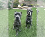 Small #4 Mutt