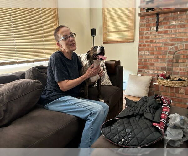 Medium Photo #5 Mountain Cur-Unknown Mix Puppy For Sale in Doylestown, PA, USA