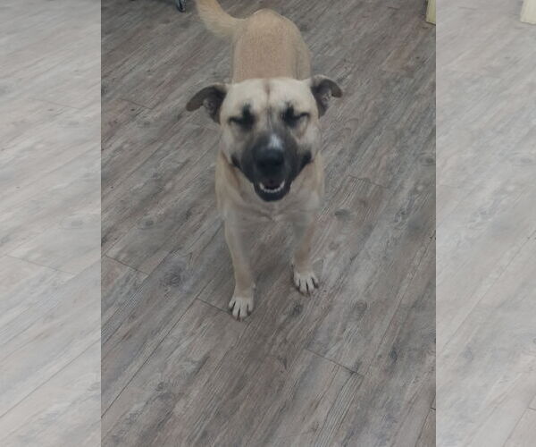 Medium Photo #4 Huskies -Unknown Mix Puppy For Sale in Murfreesboro, NC, USA