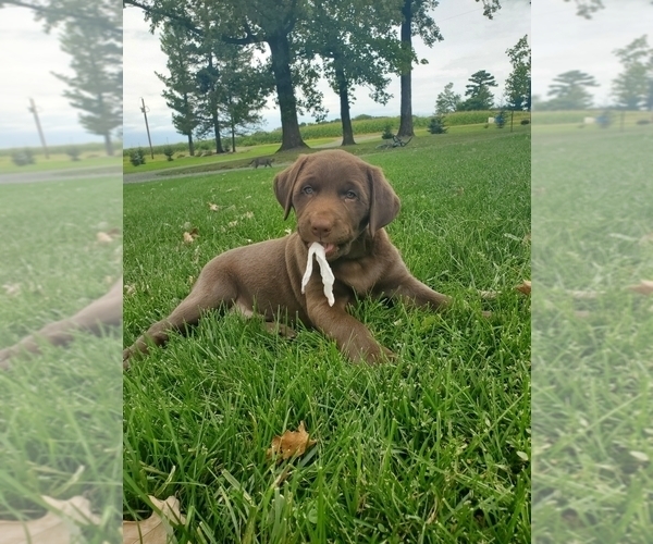 Medium Photo #1 Labrador Retriever Puppy For Sale in GREENWOOD, WI, USA