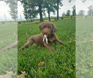 Medium Labrador Retriever