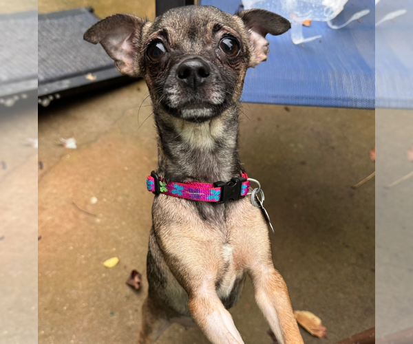 Medium Photo #2 Chihuahua Puppy For Sale in Holly Springs, NC, USA