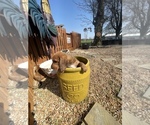 Puppy 2 Poodle (Standard)-Redbone Coonhound Mix