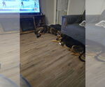 Small #2 German Shepherd Dog
