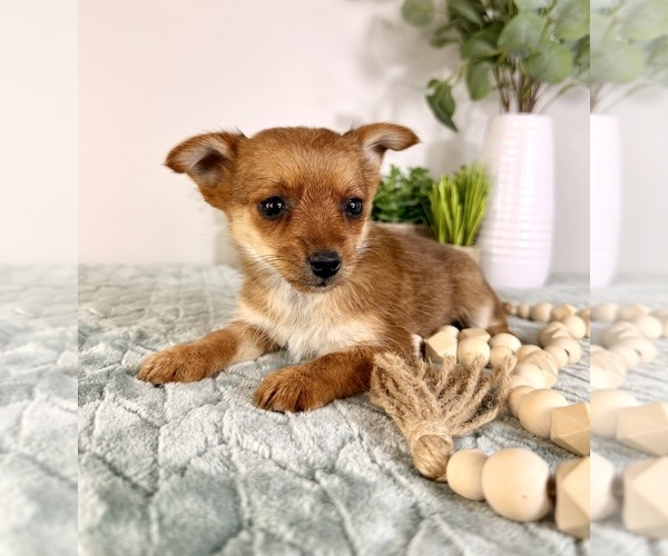 Medium Photo #12 Chi-Corgi Puppy For Sale in GREENFIELD, IN, USA