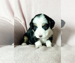 Small Photo #9 Australian Shepherd-Bernedoodle Mix Puppy For Sale in MELROSE, NY, USA