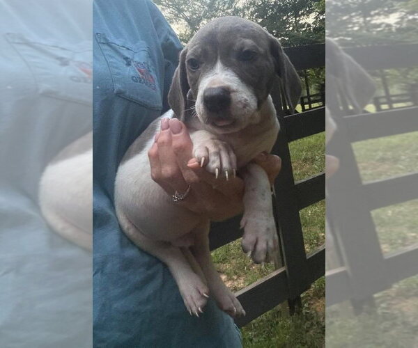 Medium Photo #3 Basset Hound-Unknown Mix Puppy For Sale in New York, NY, USA