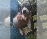Small #2 Basset Hound Mix