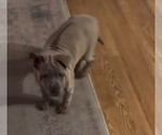 Small #20 Thai Ridgeback