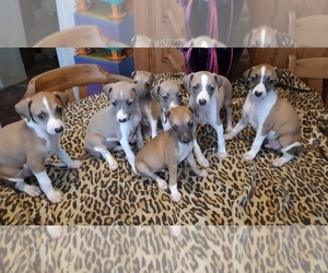 Italian Greyhound Puppy for sale in BELMONT, MA, USA