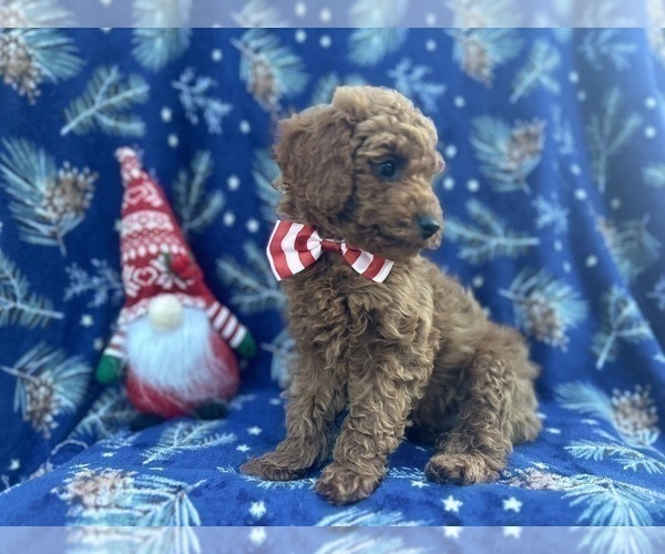 Medium Photo #2 Cock-A-Poo Puppy For Sale in LAKELAND, FL, USA