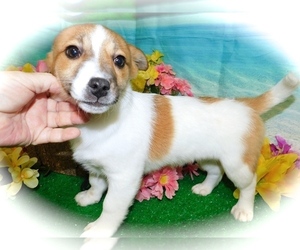 Eskijac Puppy for sale in HAMMOND, IN, USA