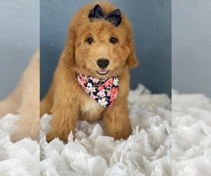 Goldendoodle (Miniature) Puppy for sale in KISSIMMEE, FL, USA
