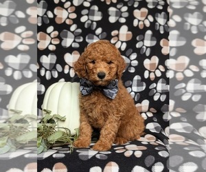 Goldendoodle (Miniature) Puppy for sale in STEVENS, PA, USA