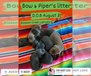 Labrador Retriever Puppy for sale in AVERY, TX, USA