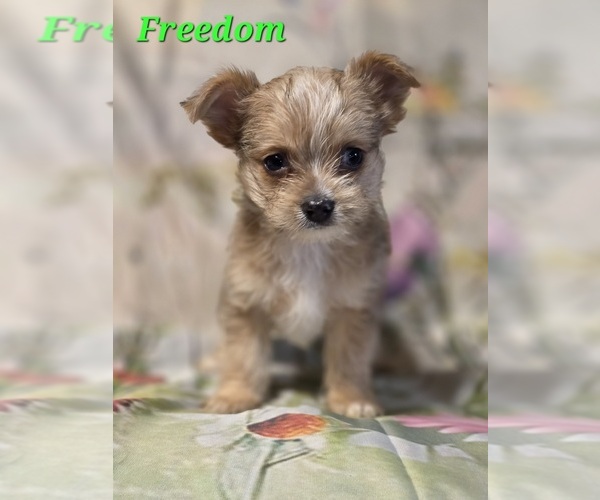 Medium Photo #5 Chorkie-Yorkshire Terrier Mix Puppy For Sale in HOMERVILLE, GA, USA