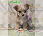 Small #4 Chorkie-Yorkshire Terrier Mix