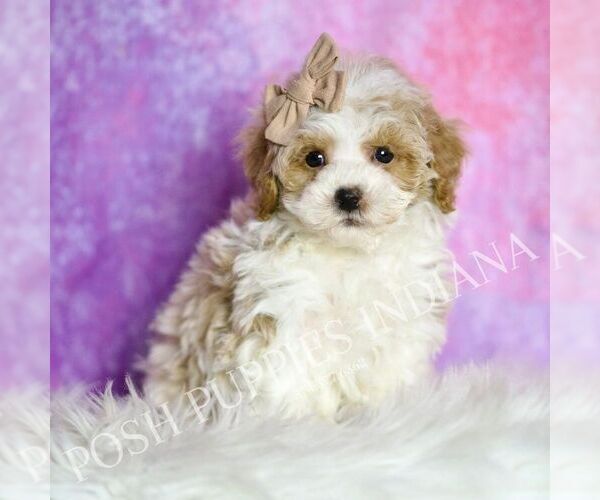 Medium Photo #6 Maltipoo (Toy) Puppy For Sale in WARSAW, IN, USA