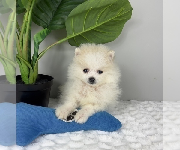 Medium Photo #5 Pomeranian Puppy For Sale in FRANKLIN, IN, USA