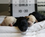 Small Photo #10 Goldendoodle Puppy For Sale in CAPON BRIDGE, WV, USA