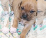 Small Photo #11 Cane Corso Puppy For Sale in TOMBALL, TX, USA